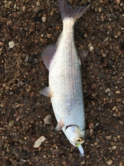 Hiodon alosoides