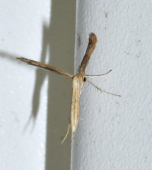 Lioptilodes albistriolatus