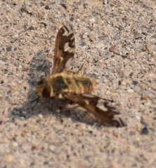 Poecilanthrax arethusa