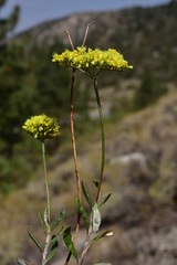 Eriogonum microtheca ambiguum