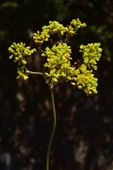 Eriogonum microtheca ambiguum