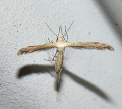 Lioptilodes albistriolatus