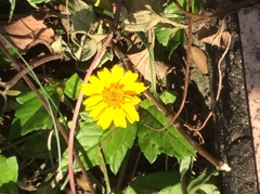 Sphagneticola trilobata