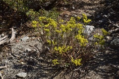 Eriogonum microtheca ambiguum