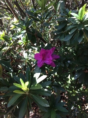 Rhododendron