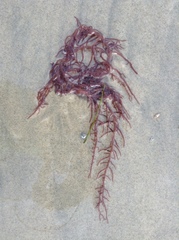 Gloiosiphonia capillaris