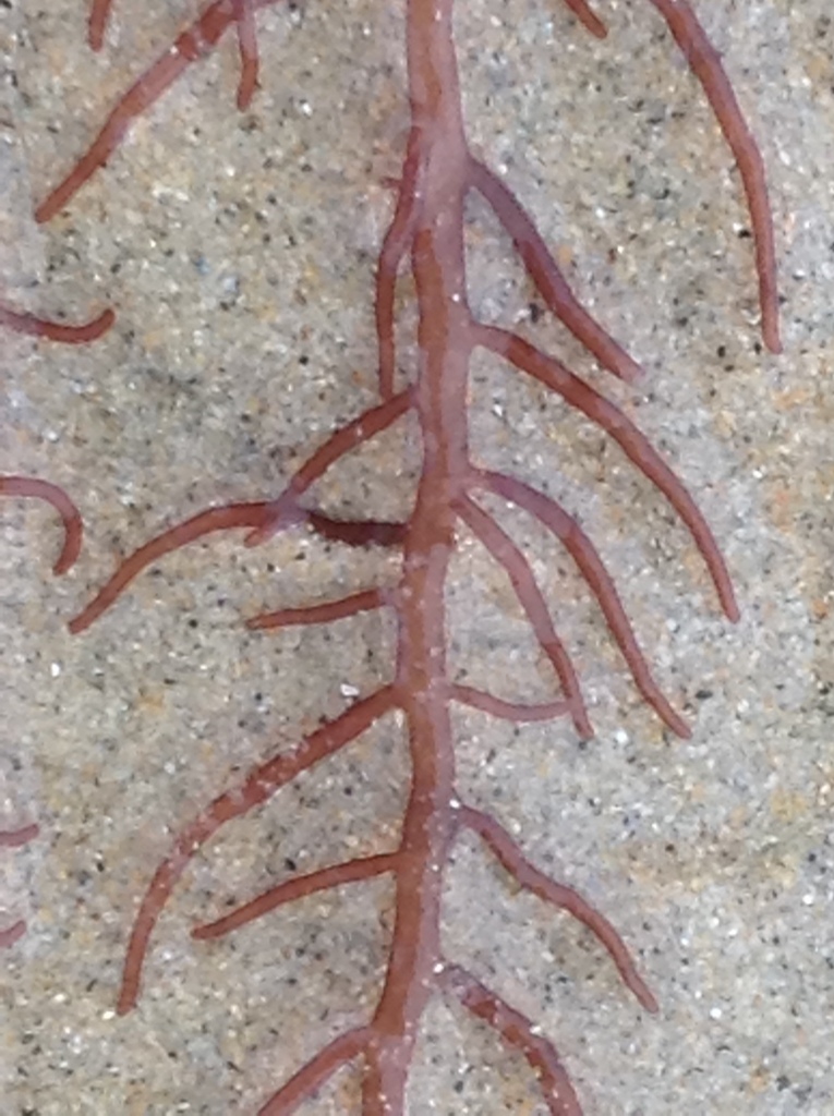 Gloiosiphonia capillaris