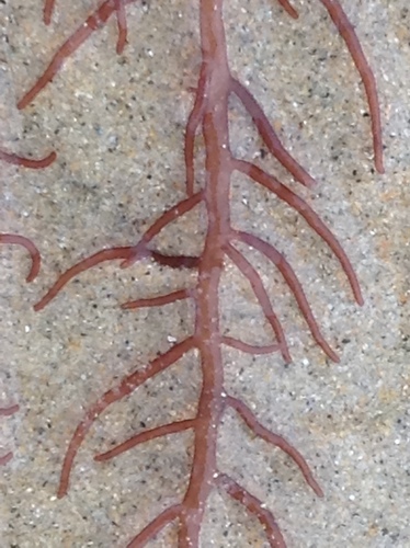 Gloiosiphonia capillaris