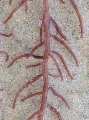 Gloiosiphonia capillaris