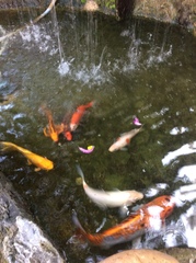 Cyprinus rubrofuscus