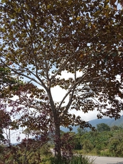 Sterculia apetala