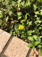 Sphagneticola trilobata