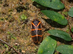 Phymatostetha circumducta