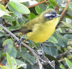 Thlypopsis superciliaris