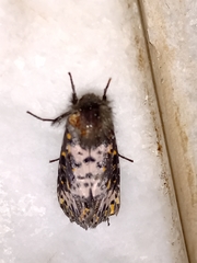 Xanthopastis timais