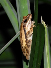 Polypedates leucomystax