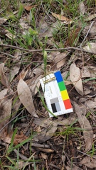 Thelymitra albiflora