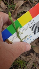 Thelymitra albiflora