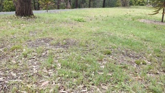 Thelymitra albiflora