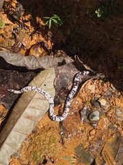 Amphisbaena fuliginosa bassleri