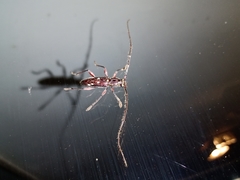 Ambonus interrogationis