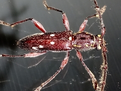 Ambonus interrogationis