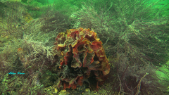 Pentapora foliacea