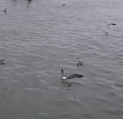 Leucophaeus pipixcan