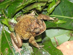 Duttaphrynus melanostictus