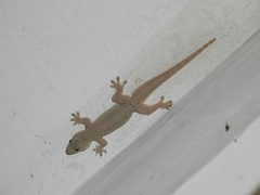 Hemidactylus platyurus