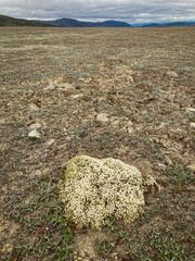 Pimelea sericeovillosa pulvinaris