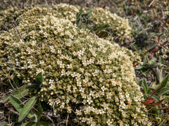 Pimelea sericeovillosa pulvinaris