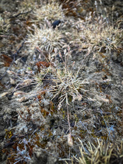Poa maniototo