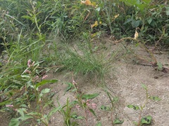 Eragrostis pectinacea pectinacea