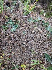 Lepidium solandri