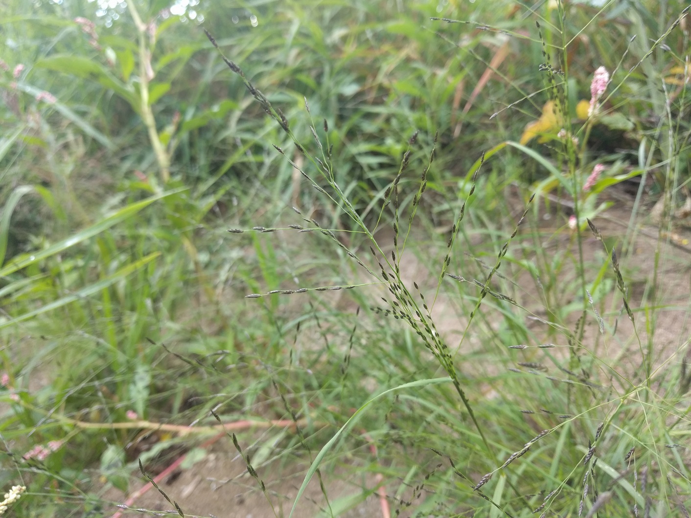 Eragrostis pectinacea var. pectinacea