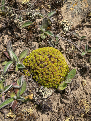 Colobanthus brevisepalus