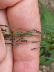 Eragrostis pectinacea pectinacea