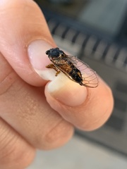 Yoyetta landsboroughi