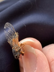 Yoyetta landsboroughi