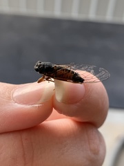 Yoyetta landsboroughi