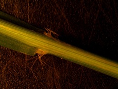 Eragrostis pectinacea pectinacea