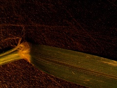 Eragrostis pectinacea pectinacea