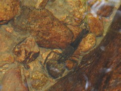 Macrobrachium laevis