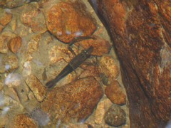 Macrobrachium laevis