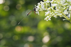 Gasteruption japonicum