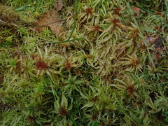 Sphagnum flexuosum