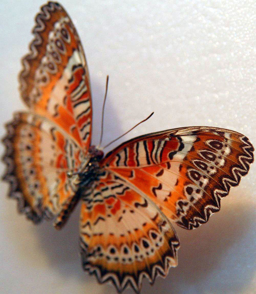 Batik Lacewing Butterfly