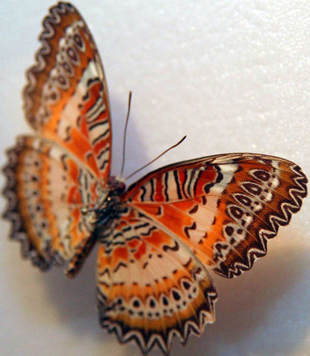 Batik Lacewing Butterfly