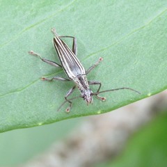 Navomorpha sulcata